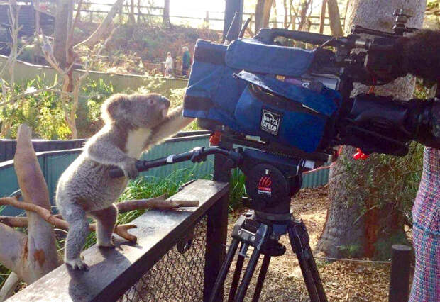 Просто коала, которая раздает советы оператору. | Фото: Reddit.