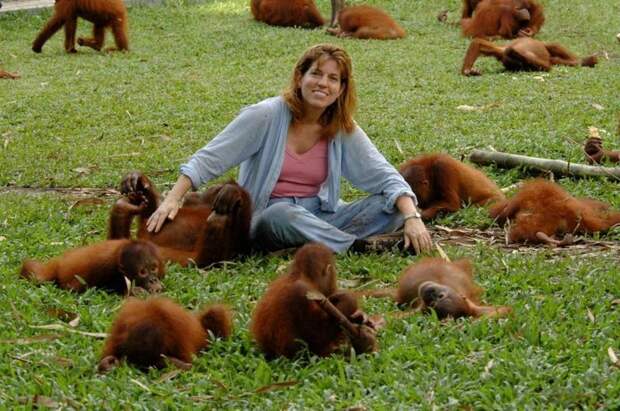Самка орангутана, спасенная из борделя, научилась вновь доверять людям Борнео, бордель, животные, издевательство над животным, обезьяны, орангутан, сексуальная эксплуатация, спасение орангутана