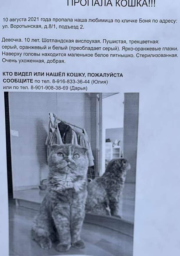 На Воротынской хозяева нашли пропавшую шотландскую кошку