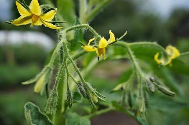 На томатах много пустоцветов? Рассказываю, что нужно сделать для завязывания плодов