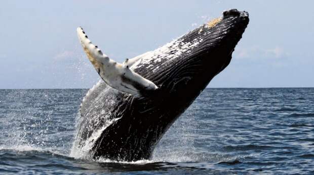 Крупнейшее млекопитающее, являющееся водоплавающим.