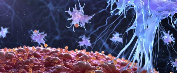 В иммунной системе человека обнаружены белки, которым миллиард лет