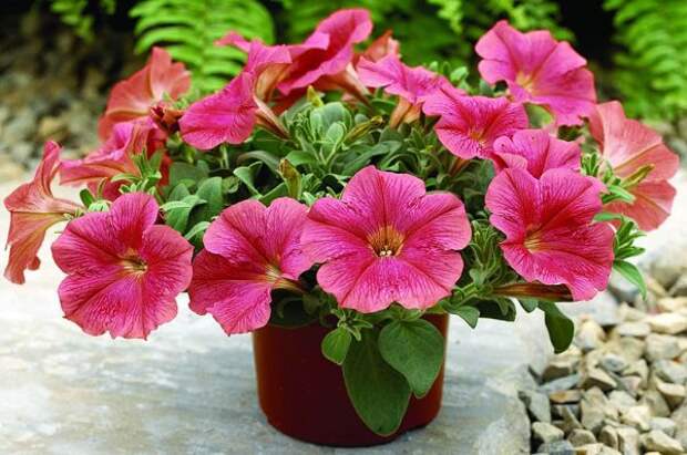 petunia_v_sadu