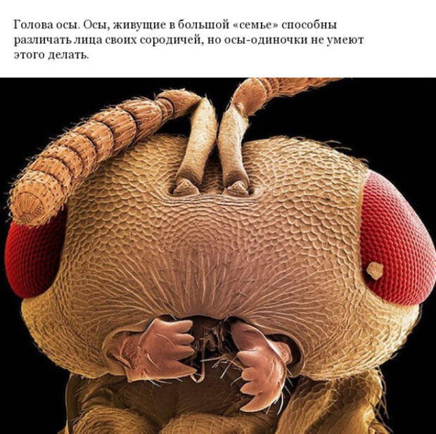 Фото различных предметов под микроскопом