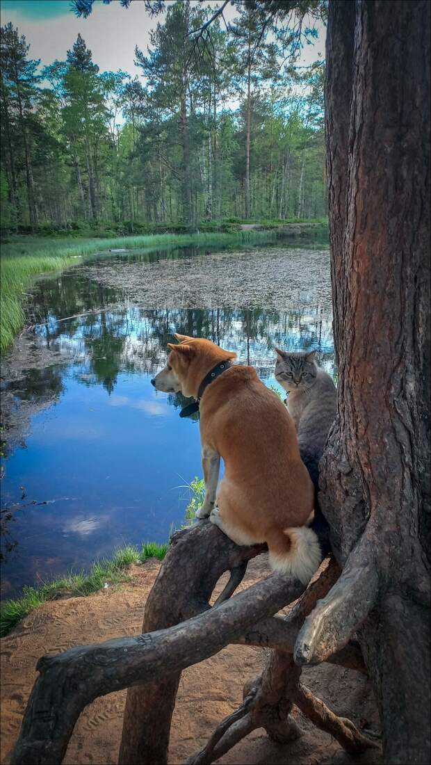 фотоприколы