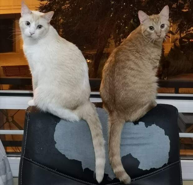 20+ котов, чьи безумные проделки доказывают, что смекалки у этих хвостатых хоть отбавляй