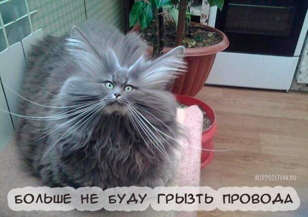Завораживающее многообразие картинок животных