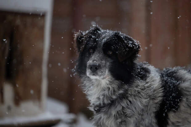 Российские зооволонтеры помогут животным обрести дом