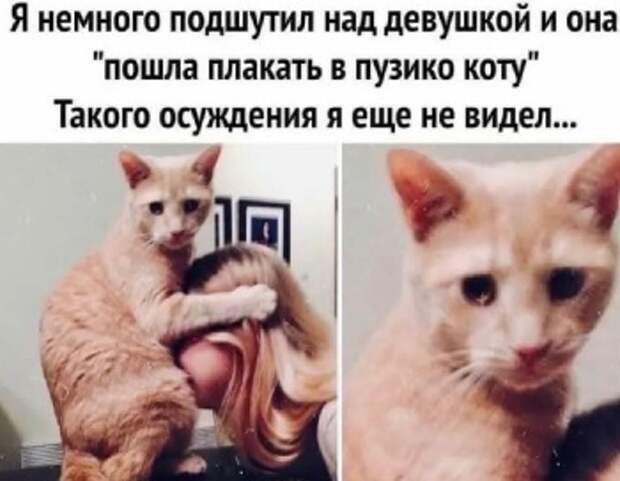 Незаконченная диссертация о котах...