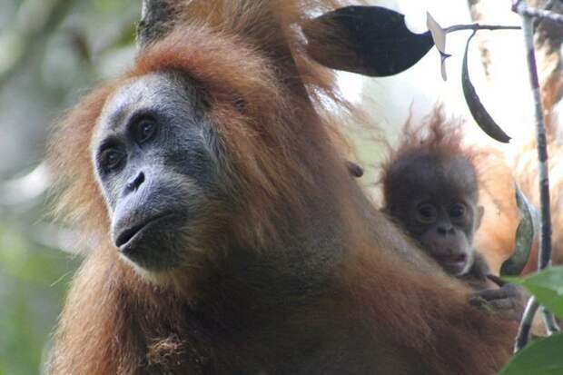 Международный союз охраны природы отнес Pongo tapanuliensis к виду, находящемуся под угрозой вымирания Суматра, вид, животные, индонезия, орангутан, открытие