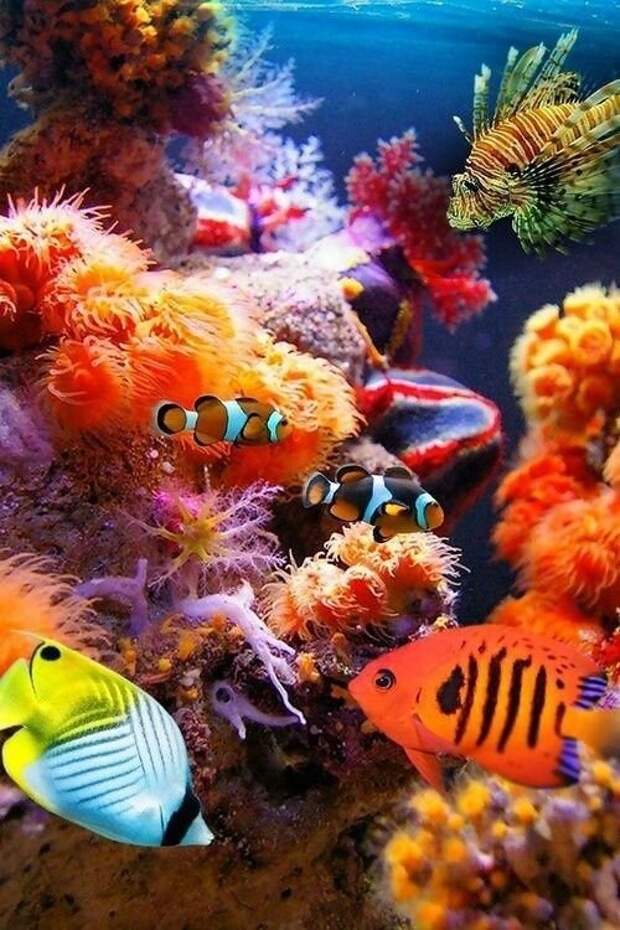 Рыбы животные, интересное, кораллы, красиво, красочно, подводное царство, природа, ярко