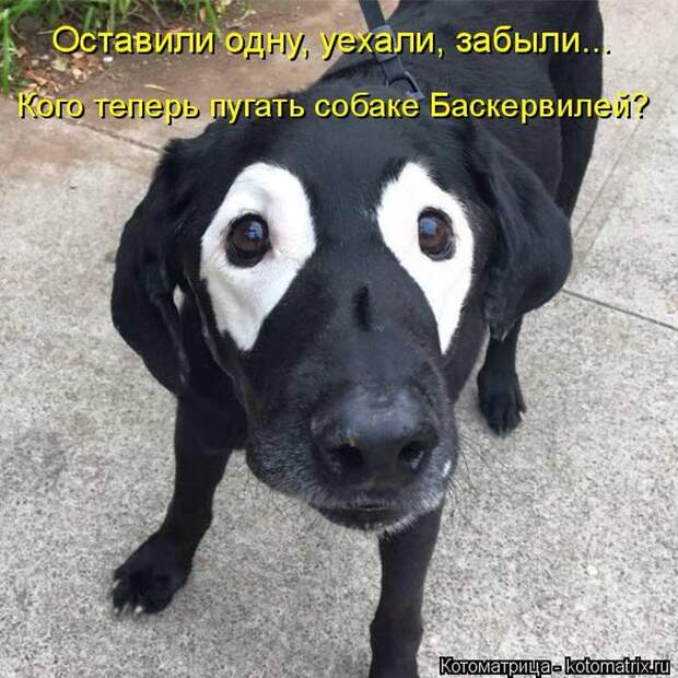 Лучшие котоматрицы недели (50 фото)