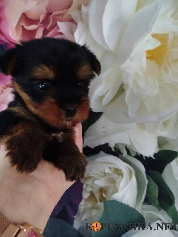 Яркая девочка Йорк в Донецке - 35 000 руб