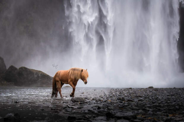 Лошади на фоне исландских пейзажей