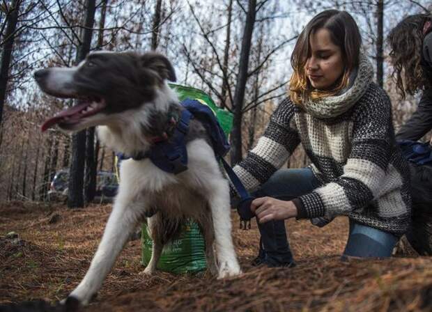 Как собаки помогают восстанавливать чилийские леса лес, фото, чили