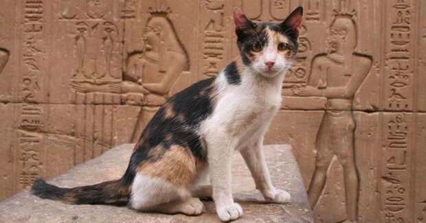 История непростых взаимоотношений людей и кошек