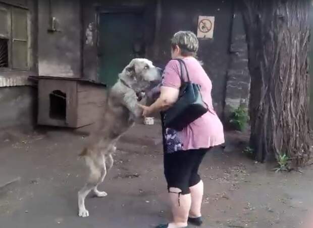 Женщина два года искала украденного пса, и наконец они встретились. Видео