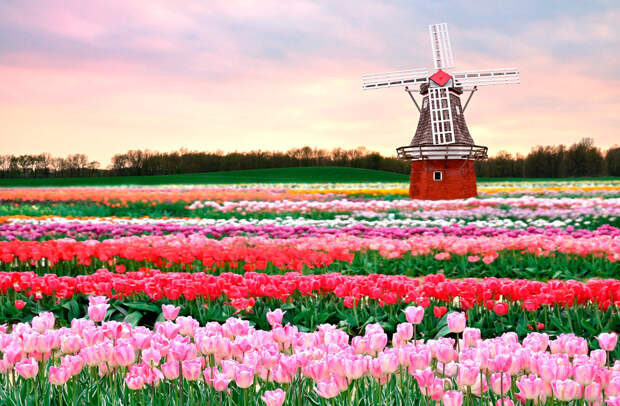 Очень больно и жалко. В Нидерландах из-за коронавируса уничтожили 140 млн тюльпанов.