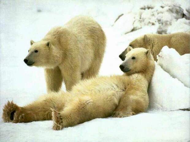 Загадки природы, или Почему медведь зимой спит