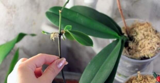 Мои орхидеи — моя гордость! Размножаю их одним секретным способом…