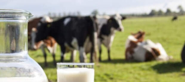 Молочная отрасль Украины в кризисе: под угрозой закрытия до 20% ферм