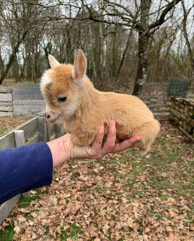 Bigpicture ru adorable baby animals 19