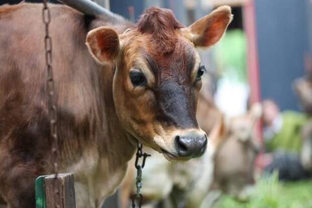 Зумеры массово уходят из офисов в сараи. Всё больше молодых россиян выбирают скот и тишину вместо шумных мегаполисов
