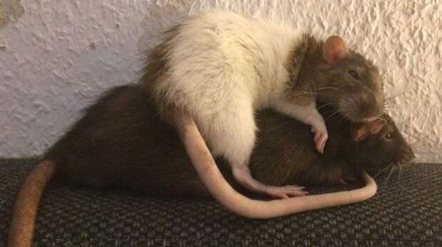 Снимки с забавными крысами, которые изменят ваше отношение к ним