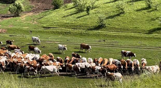 Россельхознадзор вернул на склад 54 тонны свинины из-за нарушений