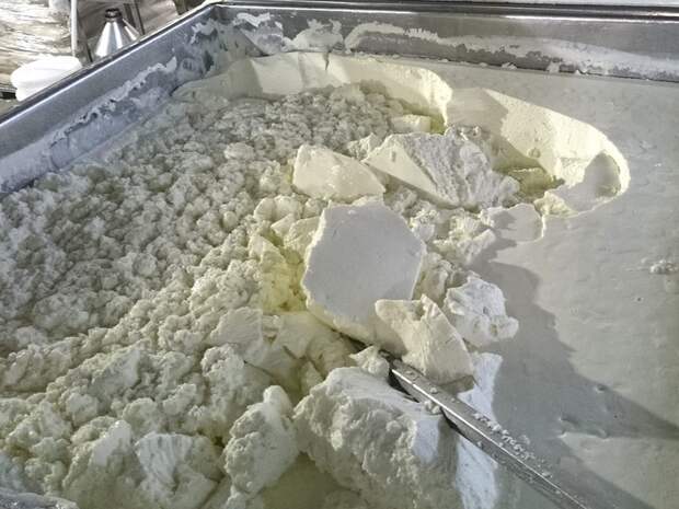 Фальсификация творога. Продукты, Молоко, Обман, Длиннопост, Производство