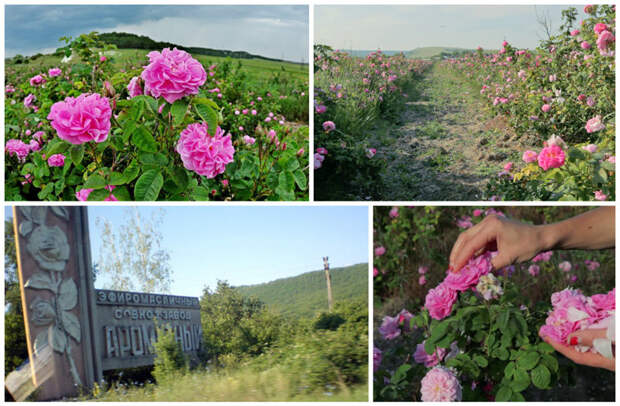 А знаете про Крымскую розу и ее сбор? А знаете, что для одного килограмма розового масла нужно 4000 килограмм розы? заработать, интересное, крым, отдых