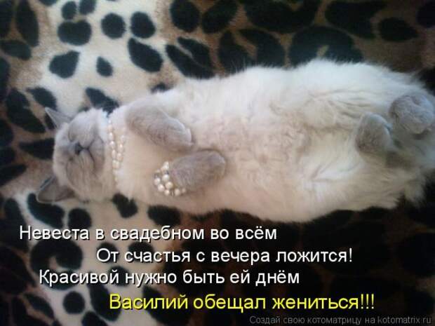 Лучшие котоматрицы недели (50 фото)