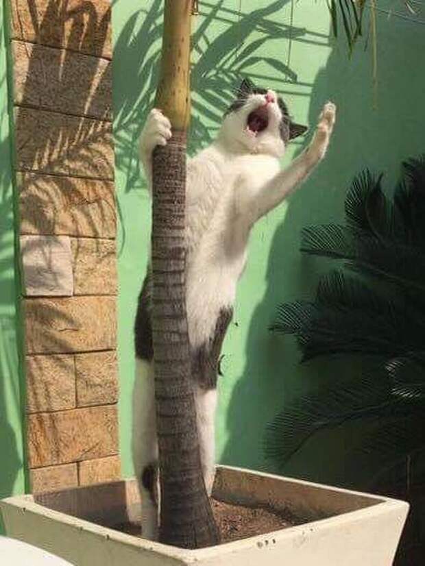 смешные животные поющий кот