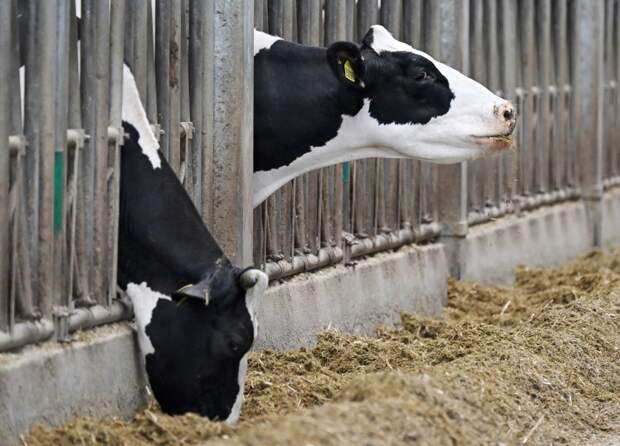 В российском регионе ввели режим ЧС из-за заражения скота