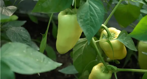 Несколько шагов, чтобы получить еще один урожай сладкого перца