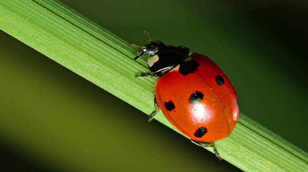 Суперхищники. Coccinellidae животные, факты