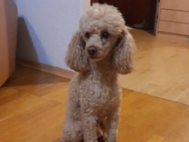 На Большой Академической рыжего пуделя вернули домой волонтеры