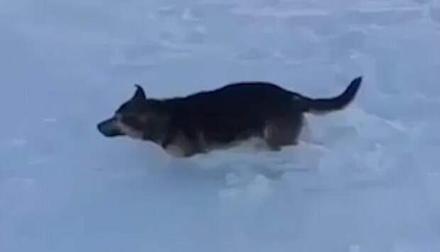 Animals including this dog have been frozen solid after temperatures dropped to minus 56C in Kazakhstan