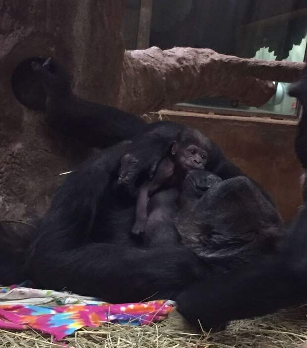 Калая не сводит взгляда со своего чада Смитсоновский национальный зоологический парк, горилла, детеныш, животные, поцелуй, рождение, фото