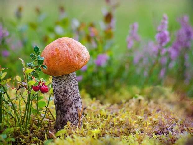 грибы: выращивание на даче в саду и огороде