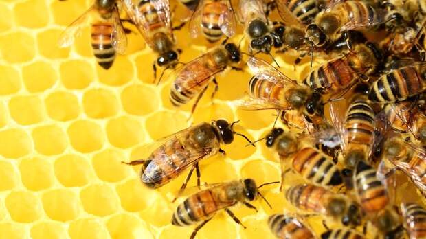 Guardian: сокращение численности пчёл грозит глобальным дефицитом продовольствия