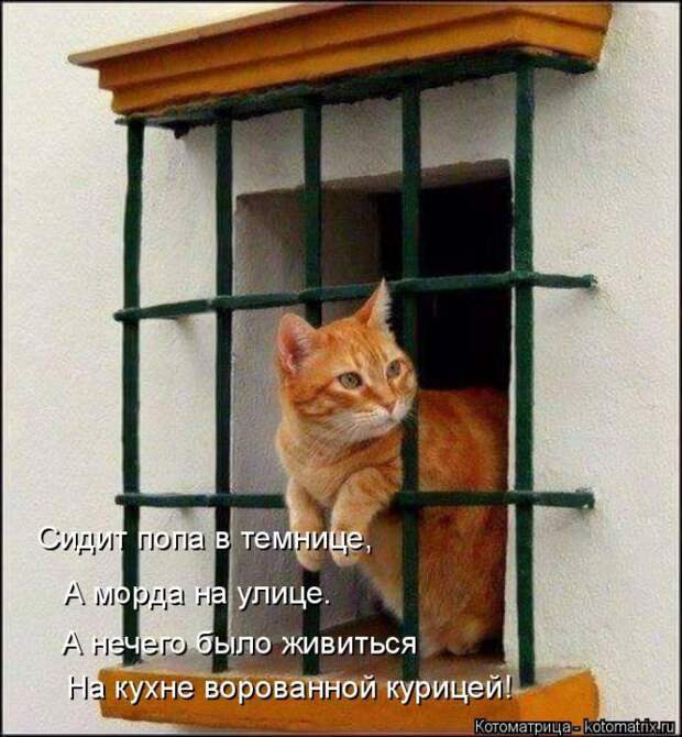 Лучшие котоматрицы недели (50 фото)