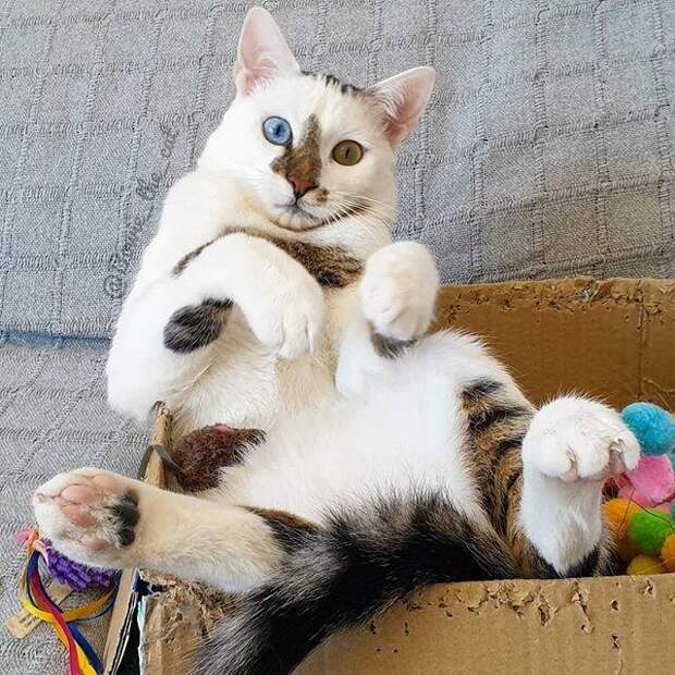 источник https://mtdata.ru/u12/photoD10F/20732848526-0/original.jpg