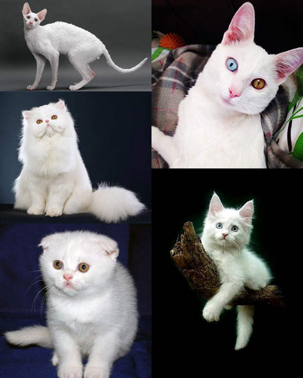 https://www.pitomec.ru/upload/admin/images/article/2017/white-cats.jpg