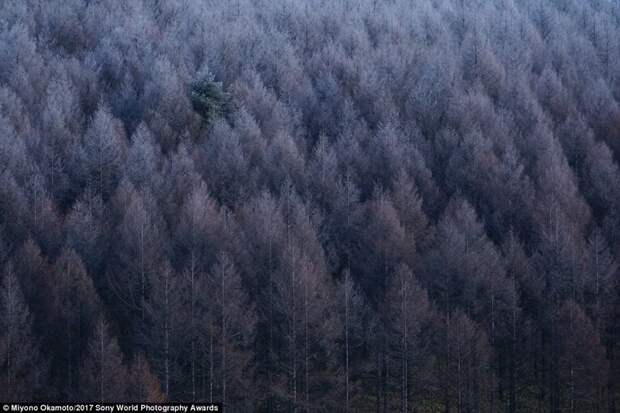 Лес-призрак. Префектура Нагано, Япония искусство, конкурс, красота, фото