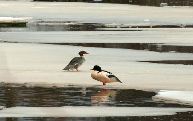 Самцы большого крохаля прилетели к уткам-невестам