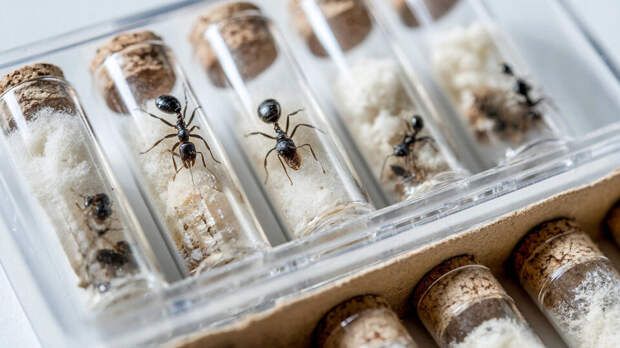 Китаец пытался незаконно вывезти более 2 тыс. муравьев из Кении