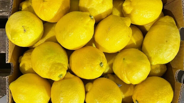 В Петербург не пустили более 48 тонн цитрусовых из Марокко