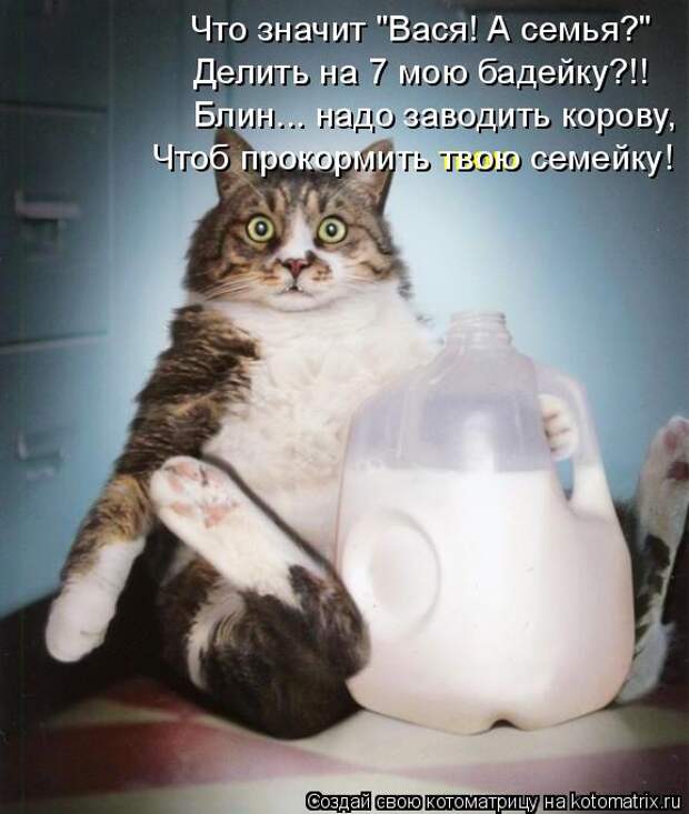 Лучшие котоматрицы недели (50 фото)