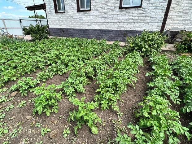 Как одно простое народное средство превращает колорадского жука в беспомощную жертву